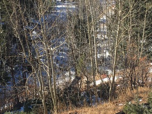 photo of aspen in the woods